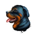 Rottweiler Dog Portrait Isolated On White. Digital Art Illustration Hand Drawn