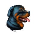 Rottweiler Dog Portrait Isolated On White. Digital Art Illustration Hand Drawn For Web, T-shirt Print And Puppy Cover Design. Rott