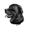 Rottweiler dog portrait isolated on white. Digital art illustration hand drawn for web, t-shirt print and puppy cover design. Rott