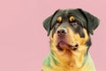 Rottweiler Dog Portrait In Pastel Colors. Generative AI
