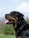 Rottweiler Dog, Portrait With Tongue Out