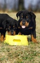 ROTTWEILER DOG, PUPPIES EATING, ONE STICKING TONGUE OUT