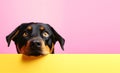 Rottweiler dog puppy peeking over pastel bright background. advertisement, banner, card