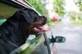 Rottweiler dog sit in the car and looks out of the window. Royalty Free Stock Photo