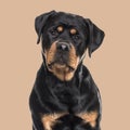 Rottweiler dog sitting against brown background