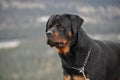 Rottweiler dog with unhappy facial expression