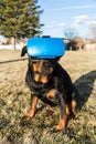 Rottweiler dog using a virtual reality headset at a park