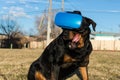 Rottweiler dog using a virtual reality headset at a park