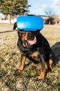 Rottweiler dog using a virtual reality headset at a park