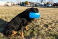 Rottweiler dog using a virtual reality headset at a park