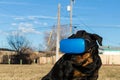 Rottweiler dog using a virtual reality headset at a park