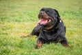 Rottweiler dog that watches and waits for his master`s orders while lying down