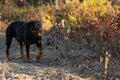 Rottweiler Fall Walk Autumn Sunset Royalty Free Stock Photo