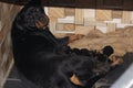 A rottweiler feeding their babies of new born. Very aggressive breed has gone soft after the pregnancy and gave birth to seven.