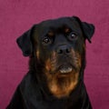 Rottweiler female 7 years