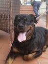 Rottweiler front of bar