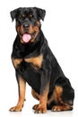 Rottweiler in front of white background Royalty Free Stock Photo