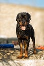 Rottweiler guard