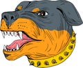 Rottweiler Guard Dog Head Aggressive Drawing Royalty Free Stock Photo