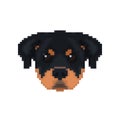 Rottweiler head in pixel art style. Royalty Free Stock Photo