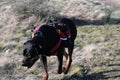 Rottweiler Hike