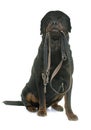 Rottweiler holding his leash Royalty Free Stock Photo