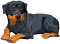 Rottweiler