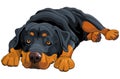 Rottweiler Royalty Free Stock Photo
