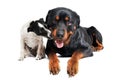 Rottweiler and jack russel terrier Royalty Free Stock Photo