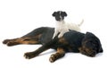 Rottweiler and jack russel terrier Royalty Free Stock Photo