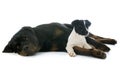 Rottweiler and jack russel terrier Royalty Free Stock Photo