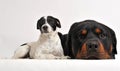 Rottweiler and jack russel terrier Royalty Free Stock Photo