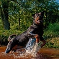 Rottweiler jump in a river
