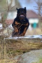 Rottweiler jumping a log