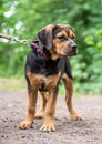 Rottweiler Labrador Mix puppy baby guard dog relaxing outdoors Mixed breed dog Close-up