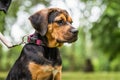 Rottweiler Labrador Mix puppy baby guard dog relaxing outdoors Mixed breed dog Close-up