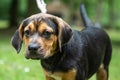 Rottweiler Labrador Mix puppy baby guard dog relaxing outdoors Mixed breed dog Close-up