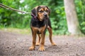 Rottweiler Labrador Mix puppy baby guard dog relaxing outdoors Mixed breed dog Close-up