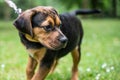 Rottweiler Labrador Mix puppy baby guard dog relaxing outdoors Mixed breed dog Close-up