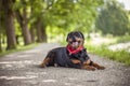 Rottweiler lying on the way and showing his tongue Royalty Free Stock Photo