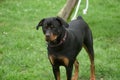 Rottweiler on a leash Royalty Free Stock Photo