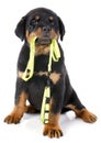 Rottweiler and leash Royalty Free Stock Photo