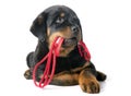 Rottweiler and leash Royalty Free Stock Photo