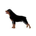 Rottweiler Logo - Dog Logo Great for Any Related Logo Brand Theme Activity or Company Royalty Free Stock Photo