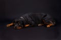 Rottweiler lying on dark background.