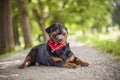 Rottweiler showing tongue and lying Royalty Free Stock Photo