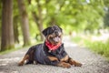 Rottweiler lying and smiling Royalty Free Stock Photo