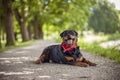 Happy Rottweiler lying on the ground Royalty Free Stock Photo