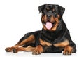 Rottweiler lying on white background