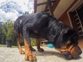Rottweiler Male Dog With A Bone Royalty Free Stock Photo